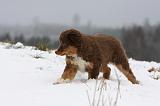 BERGER AUSTRALIEN PUPPIES 515